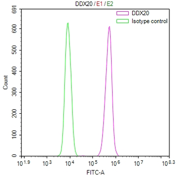 DDX20 Antibody