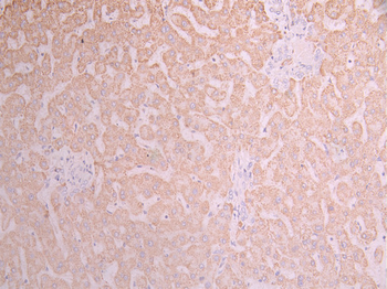 GLUD1 Antibody