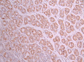 GLUD1 Antibody