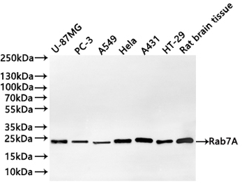 RAB7A Antibody