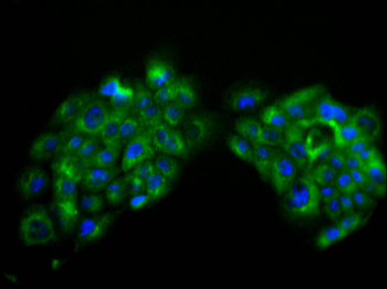 RAB7A Antibody