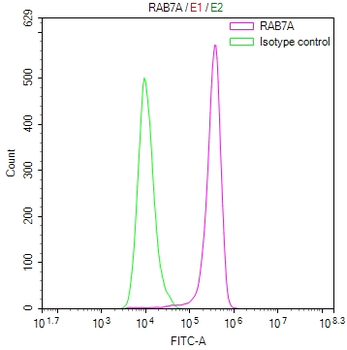 RAB7A Antibody