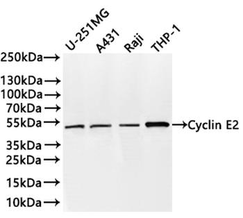 CCNE2 Antibody