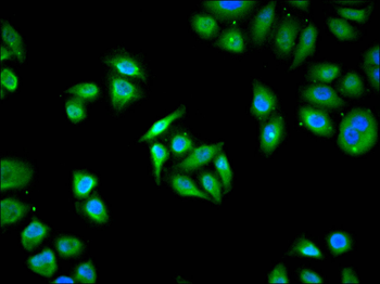CCNE2 Antibody