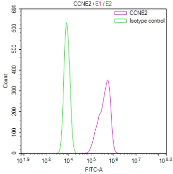 CCNE2 Antibody