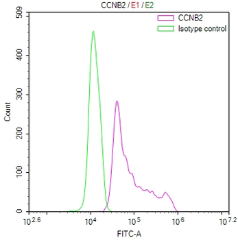 CCNB2 Antibody