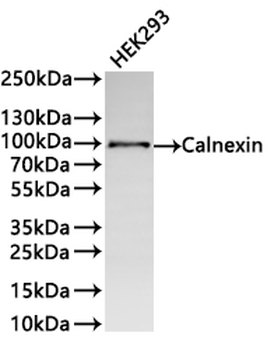 CANX Antibody