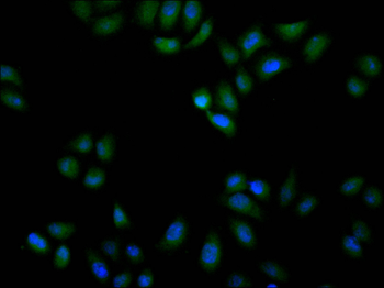 CANX Antibody