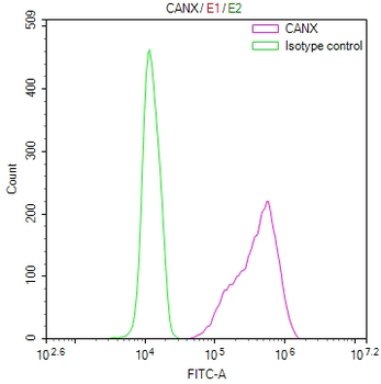 CANX Antibody