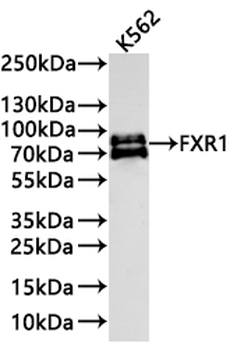 FXR1 Antibody