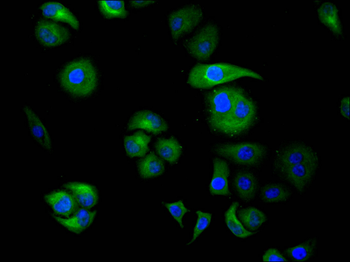 FXR1 Antibody