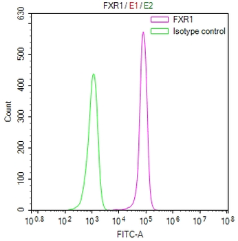 FXR1 Antibody
