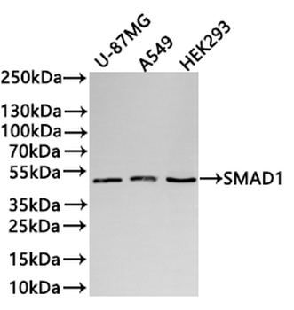 SMAD1 Antibody