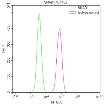 SMAD1 Antibody