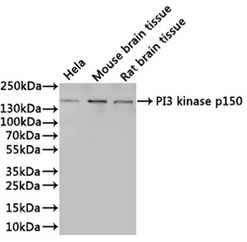 PIK3R4 Antibody