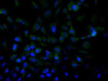 PIK3R4 Antibody