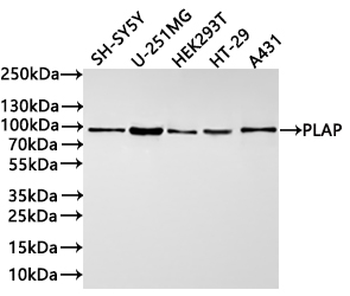 PLAA Antibody