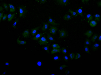 PLAA Antibody
