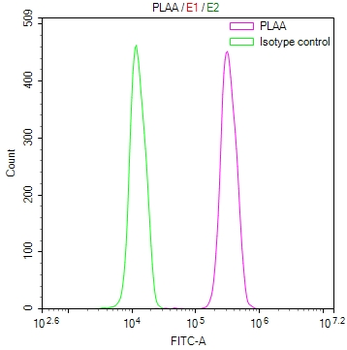 PLAA Antibody