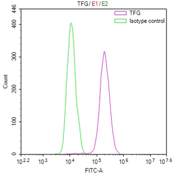 TFG Antibody