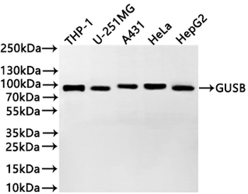 GUSB Antibody