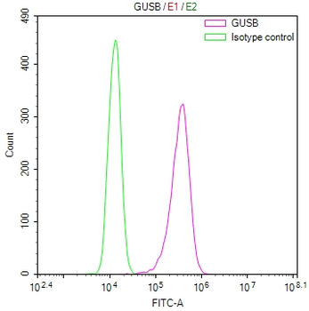 GUSB Antibody