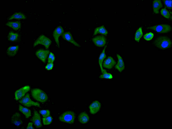 LCAT Antibody