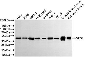 VEGFD Antibody
