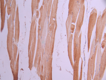 VEGFD Antibody