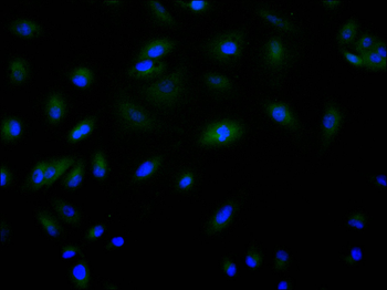 VEGFD Antibody