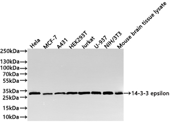 YWHAE Antibody