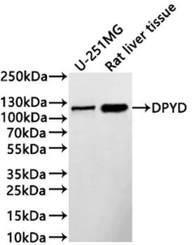 DPYD Antibody