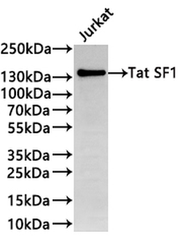 HTATSF1 Antibody