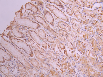 HTATSF1 Antibody