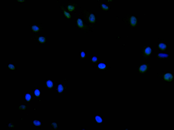 HTATSF1 Antibody