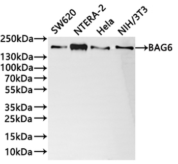 BAG6 Antibody