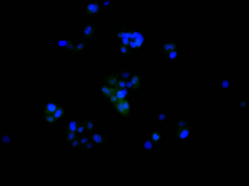 BAG6 Antibody