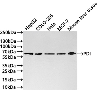 P4HB Antibody