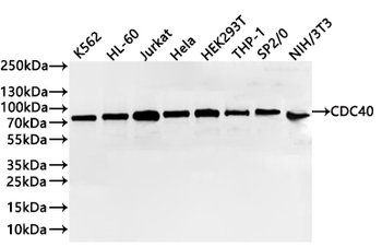 CDC40 Antibody