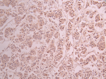 CDC40 Antibody