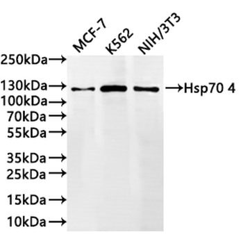 HSPA4 Antibody