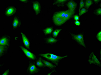 HSPA4 Antibody