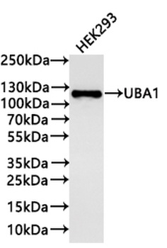 UBA1 Antibody