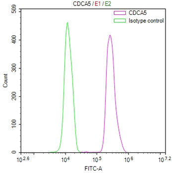 CDCA5 Antibody