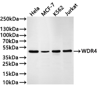 WDR4 Antibody