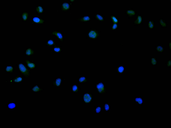 WDR4 Antibody