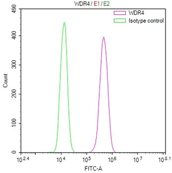 WDR4 Antibody