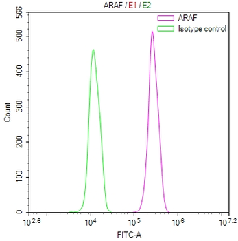 ARAF Antibody