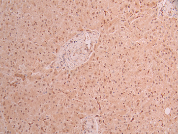 UBB Antibody