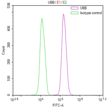 UBB Antibody